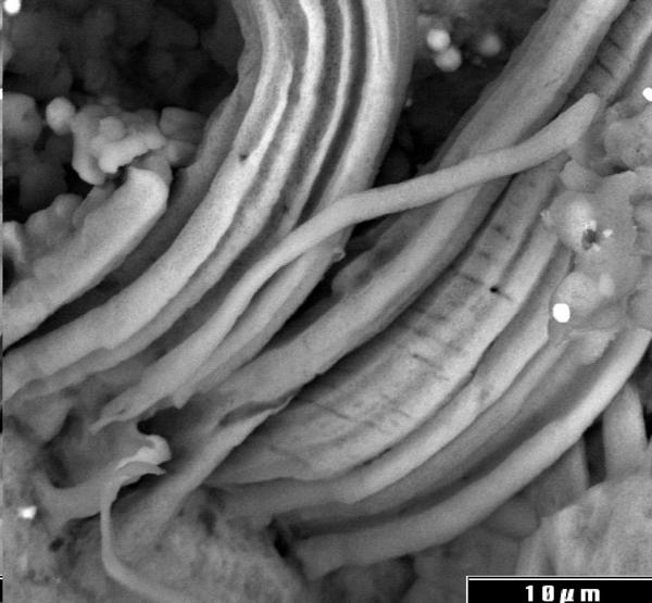 Microfossils in Orgueil